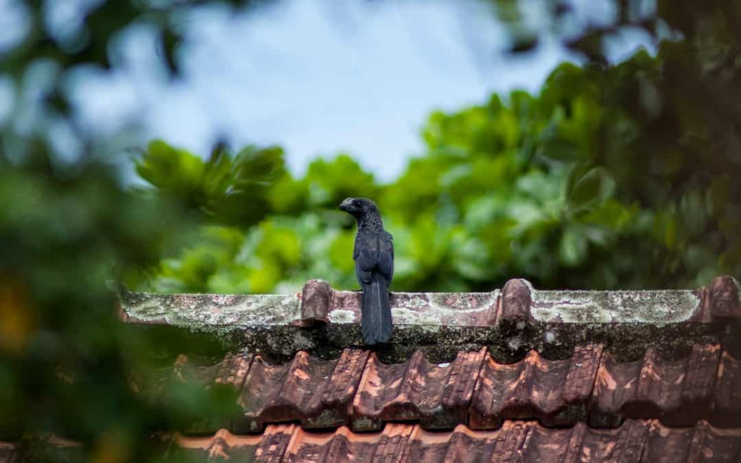 How Moss Can Damage Your Roof in Leatherhead